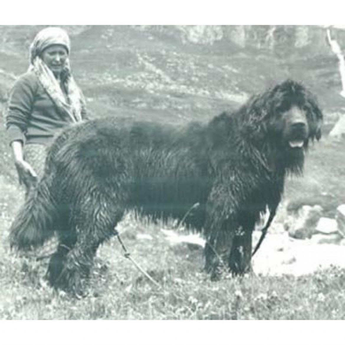 T Carina delle Acque Celesti (26-03-1980)